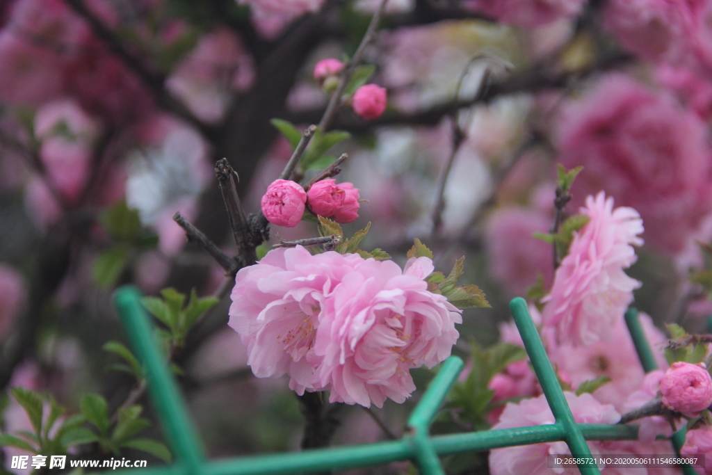 花