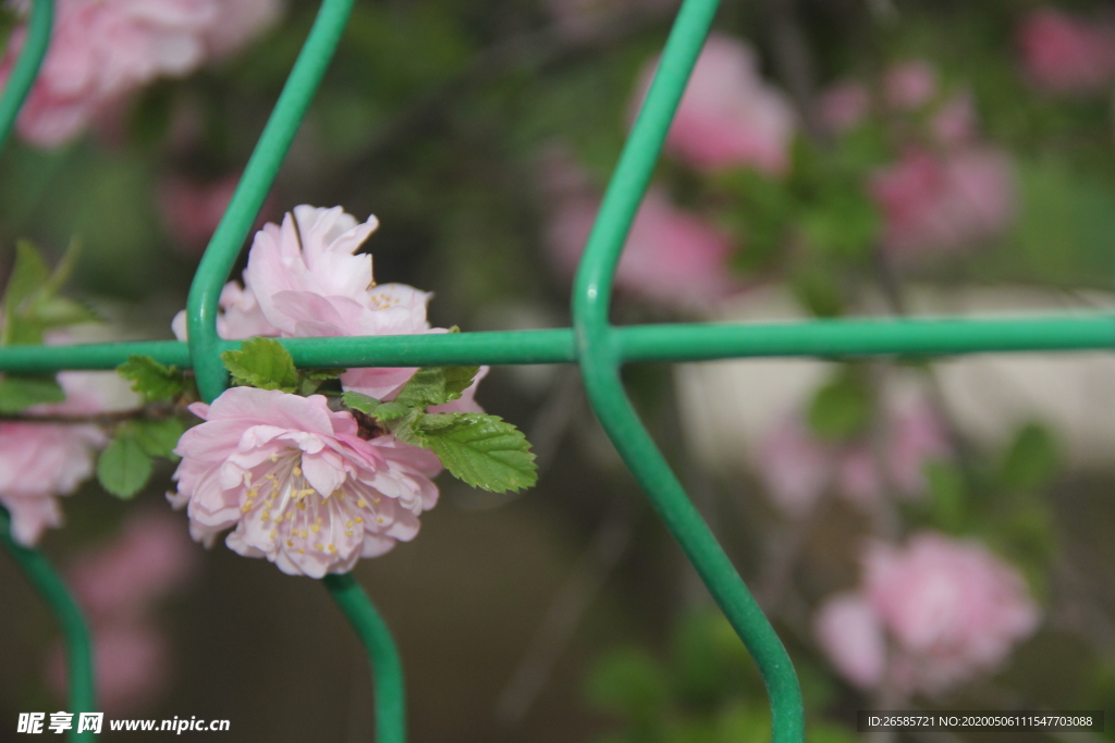 花