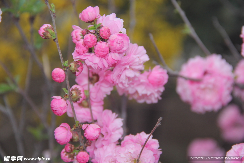 花