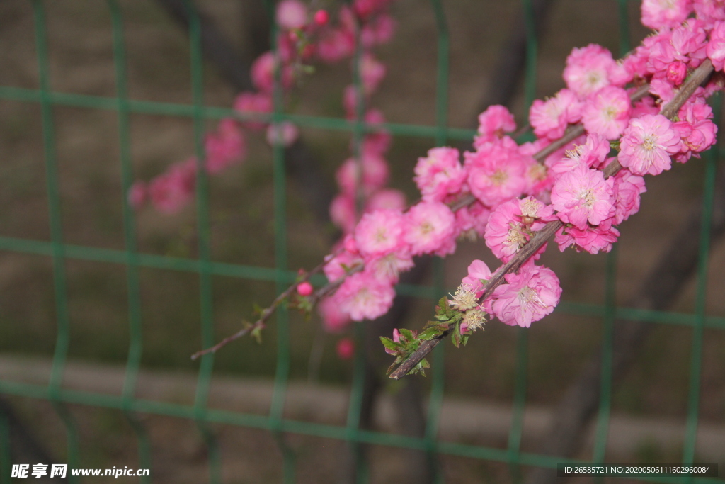 花