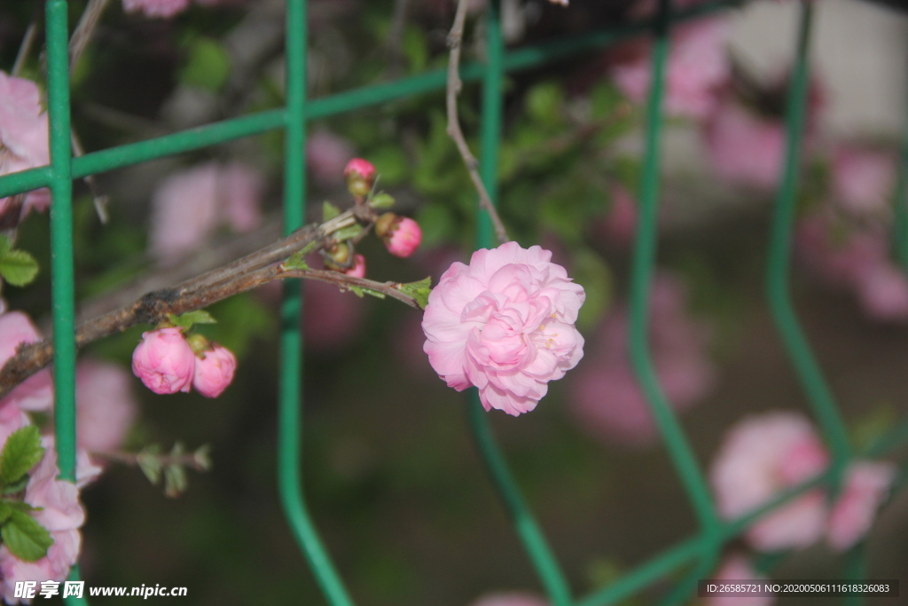 花