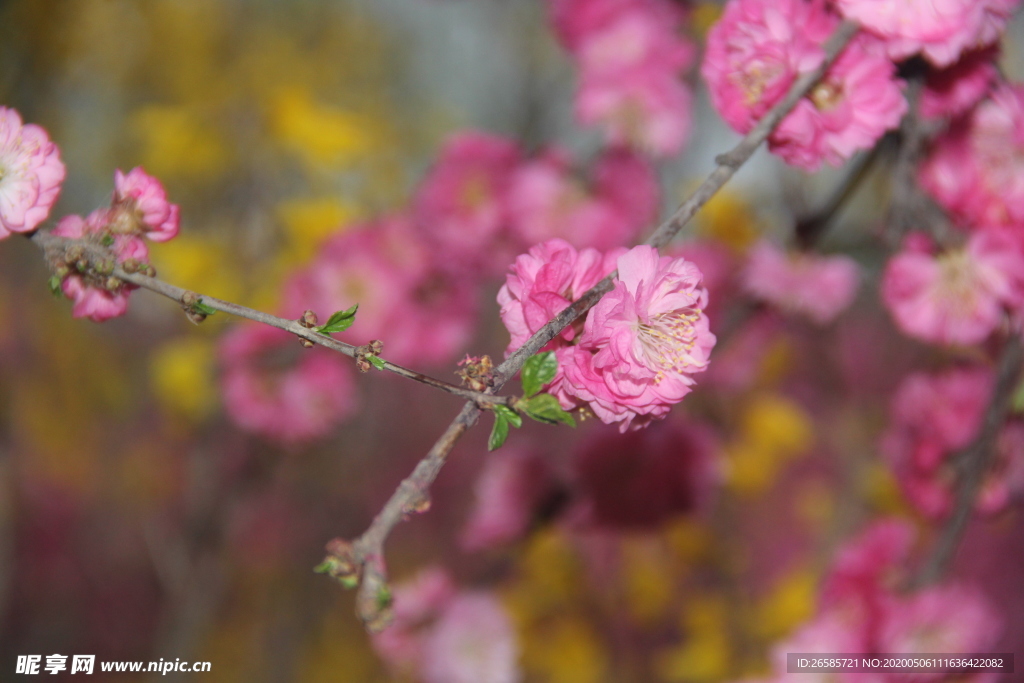 花