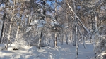 雪乡