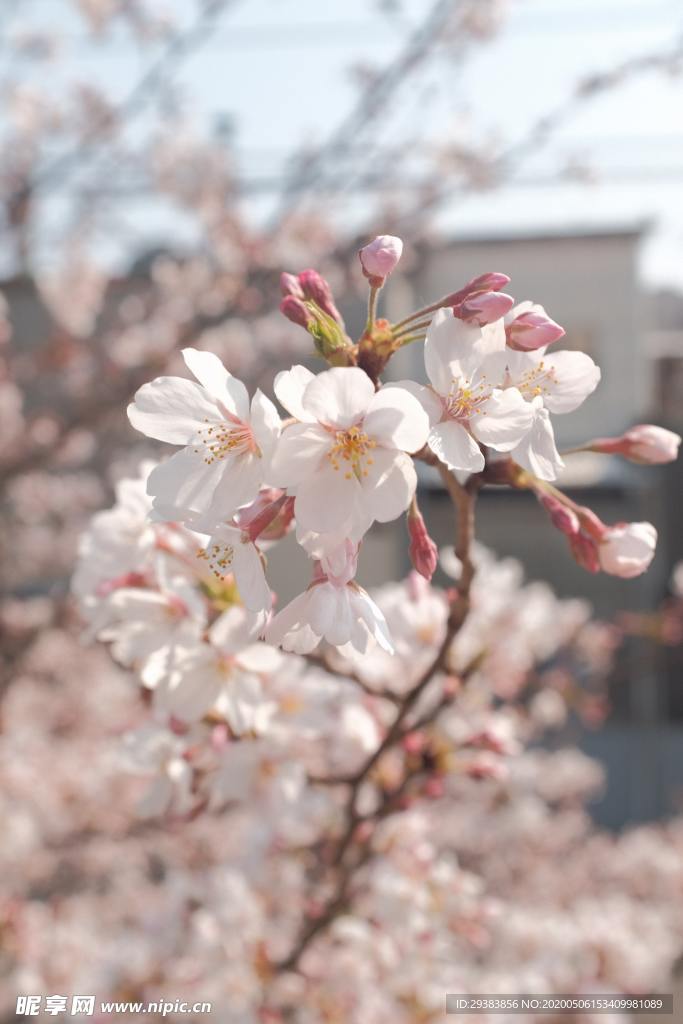 樱花