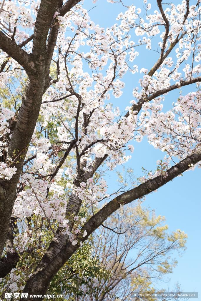 樱花
