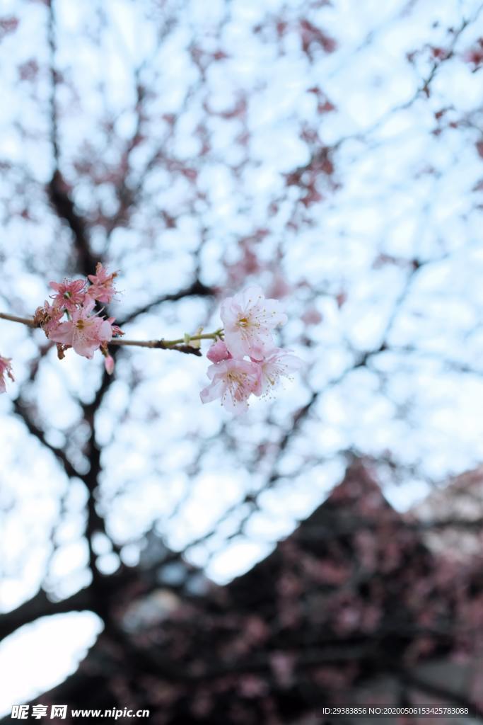 桃花特写
