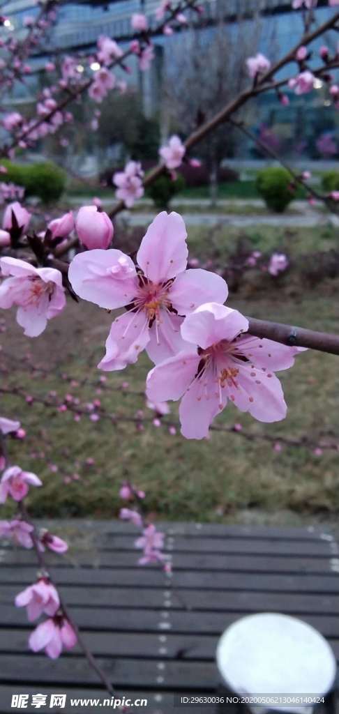碧桃花瓣