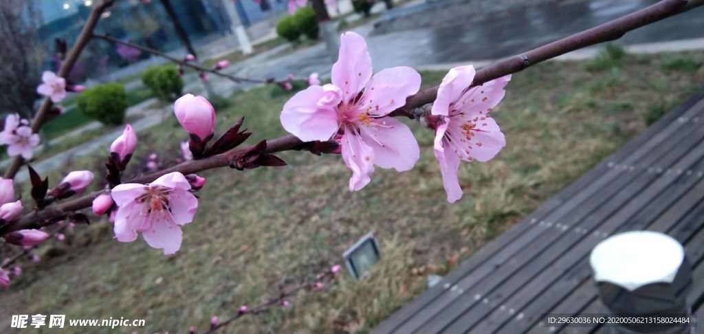 碧桃