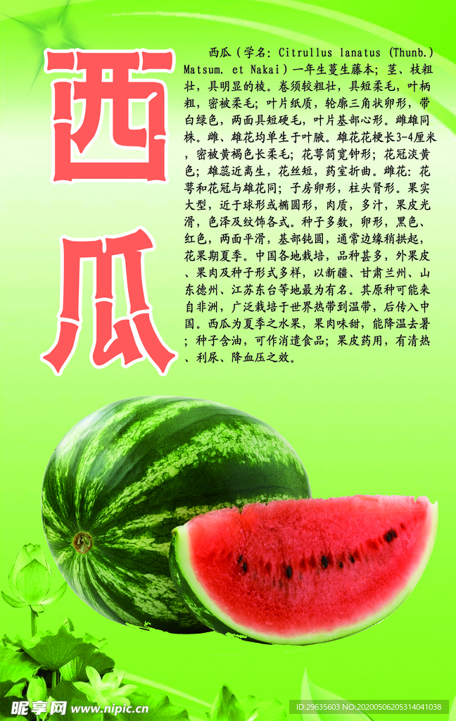 水果文化系列之西瓜