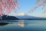 日本 富士山 樱花