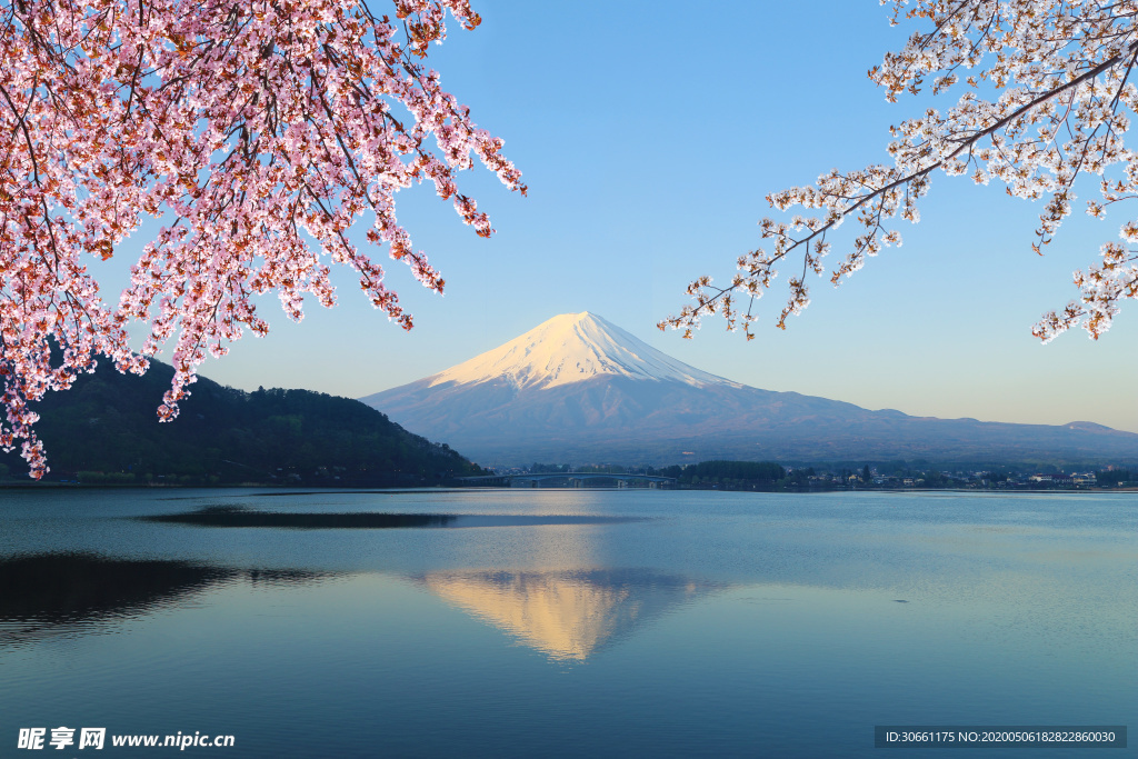 日本 富士山 樱花