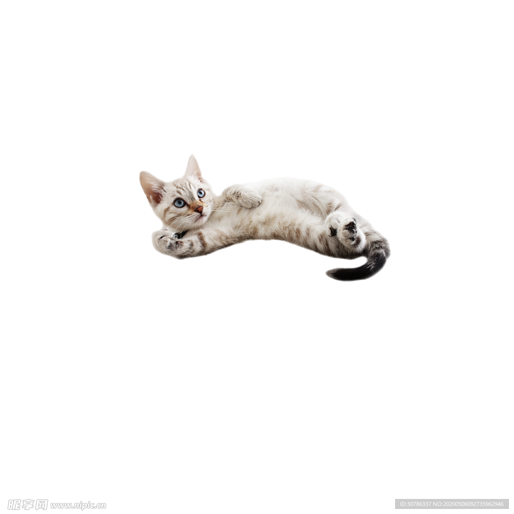 免扣 猫