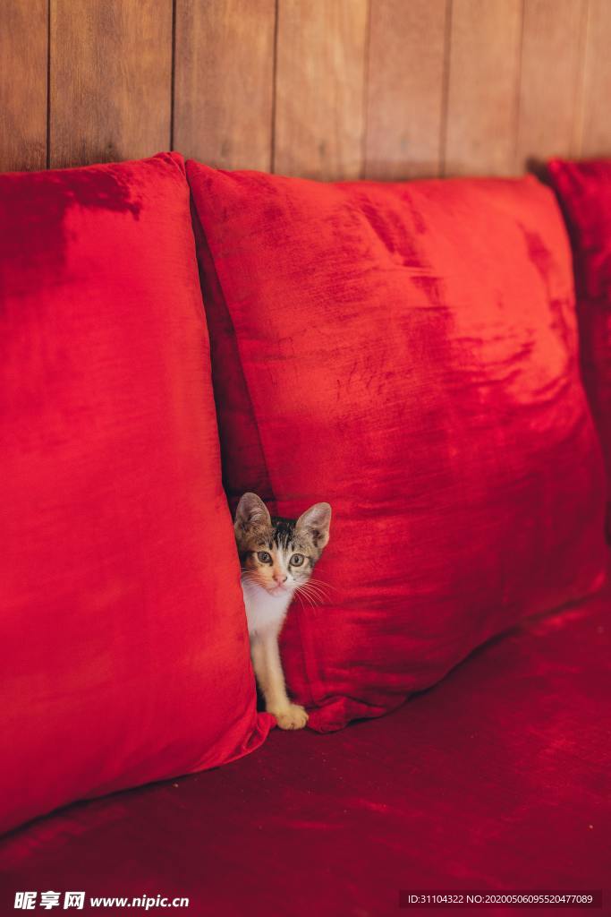 猫