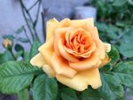 月季花