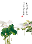 荷花