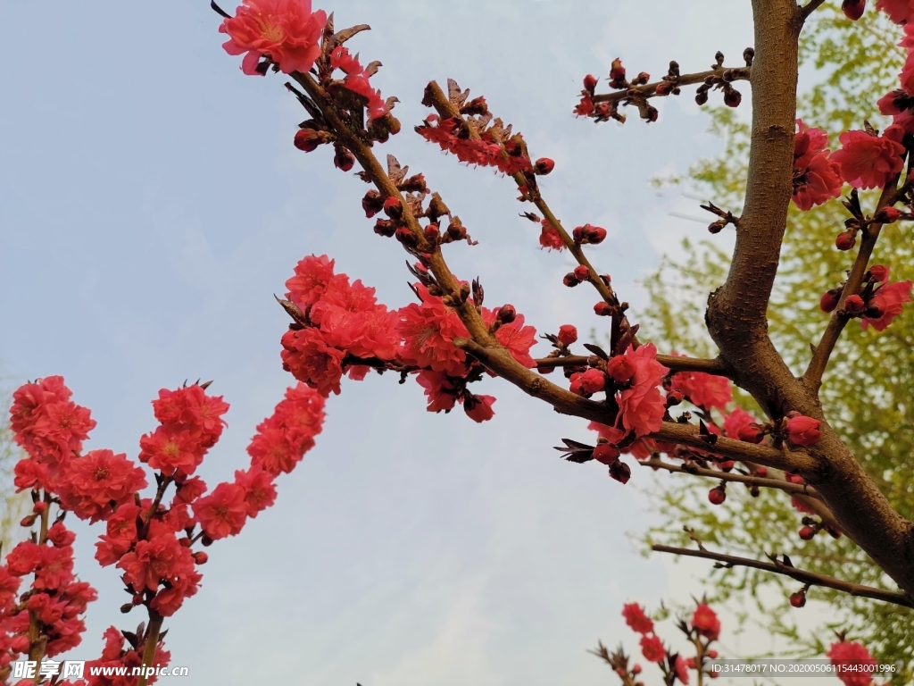 桃花