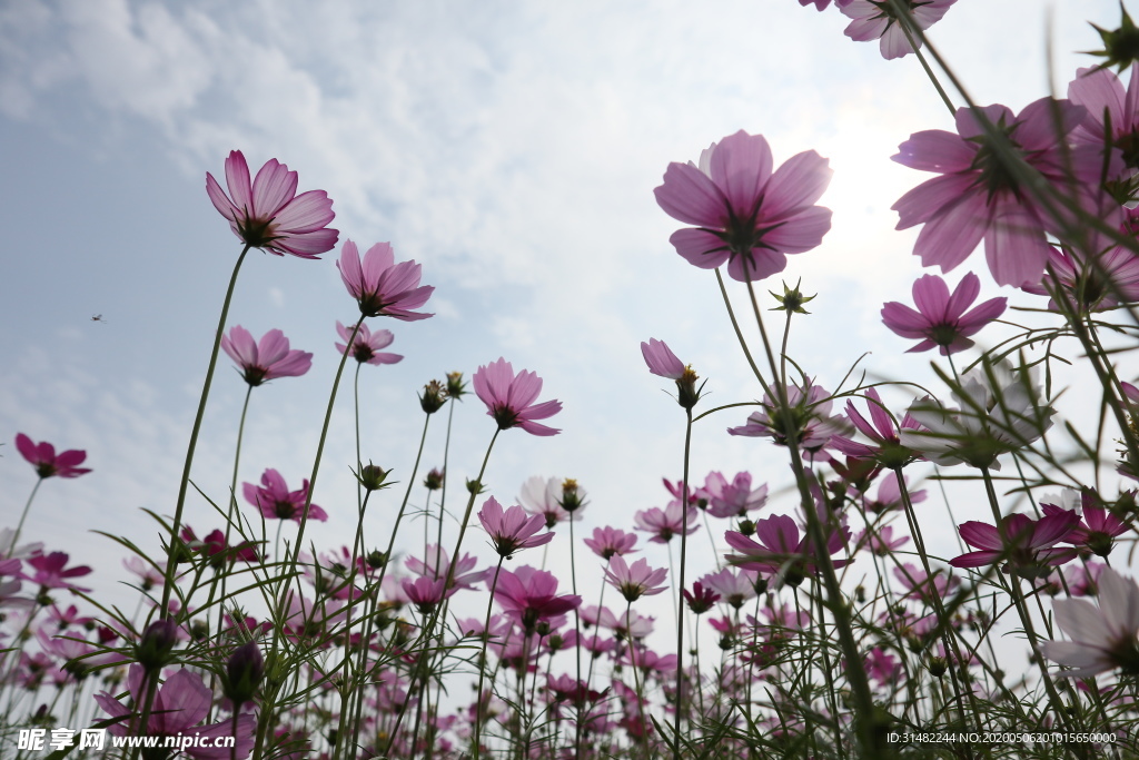 格桑花