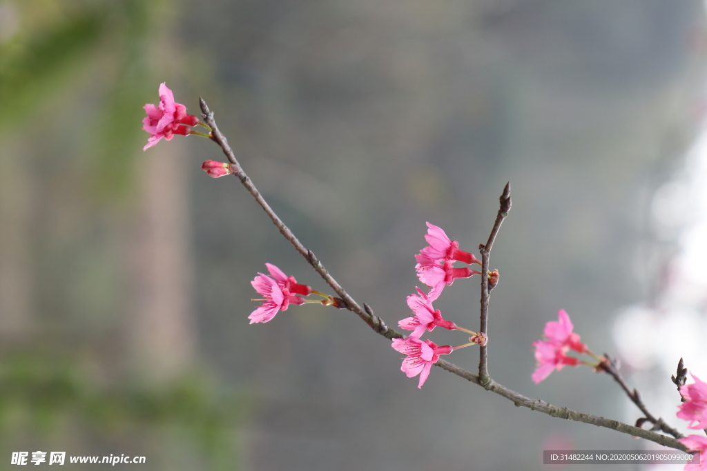 樱花