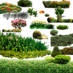 花园后期绿化植物