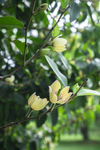 香花