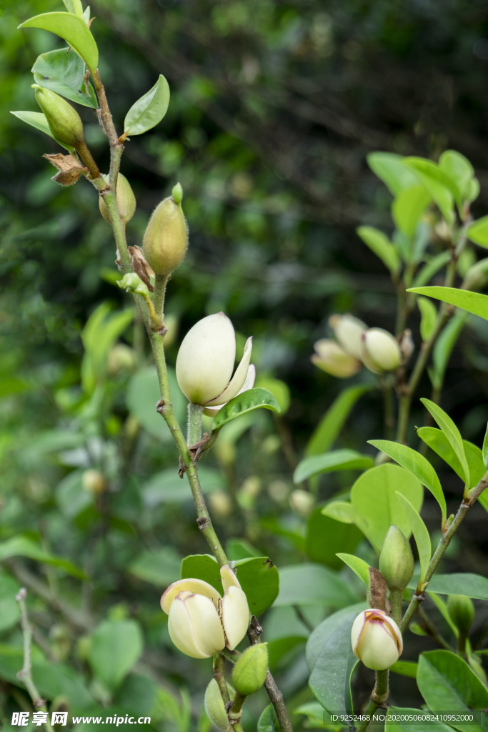 香花