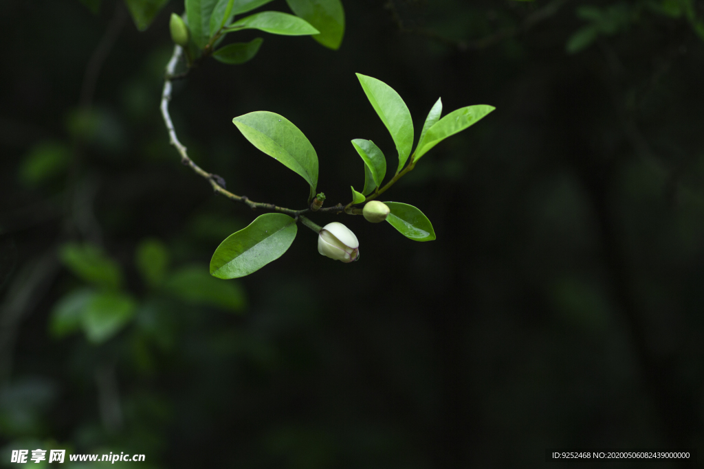 香花