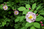 蔷薇花