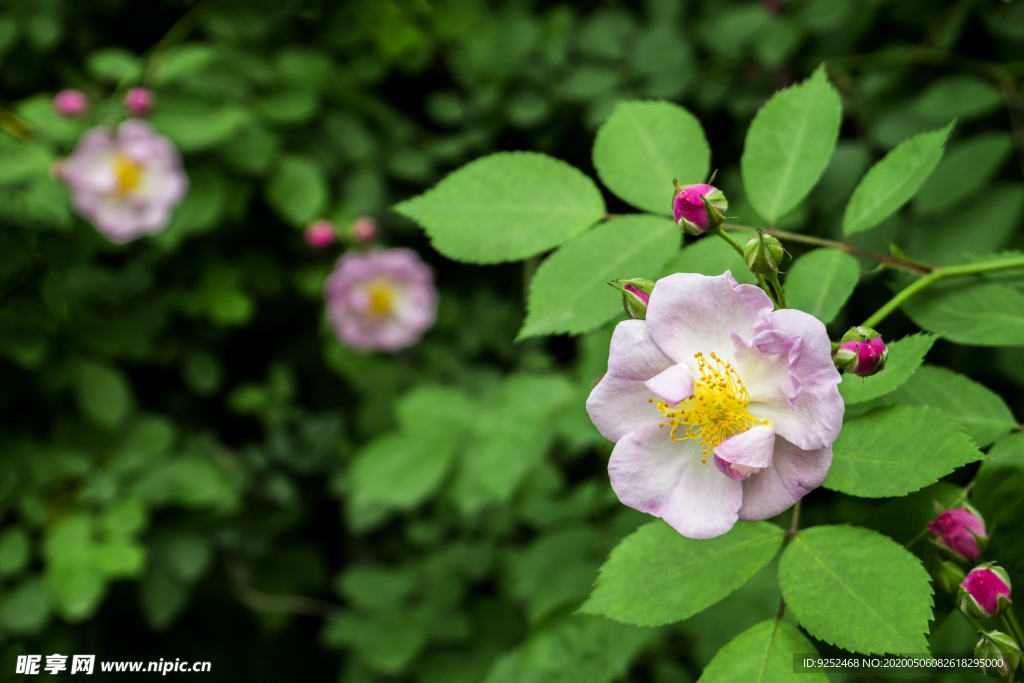 蔷薇花
