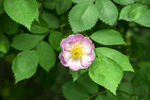 蔷薇花