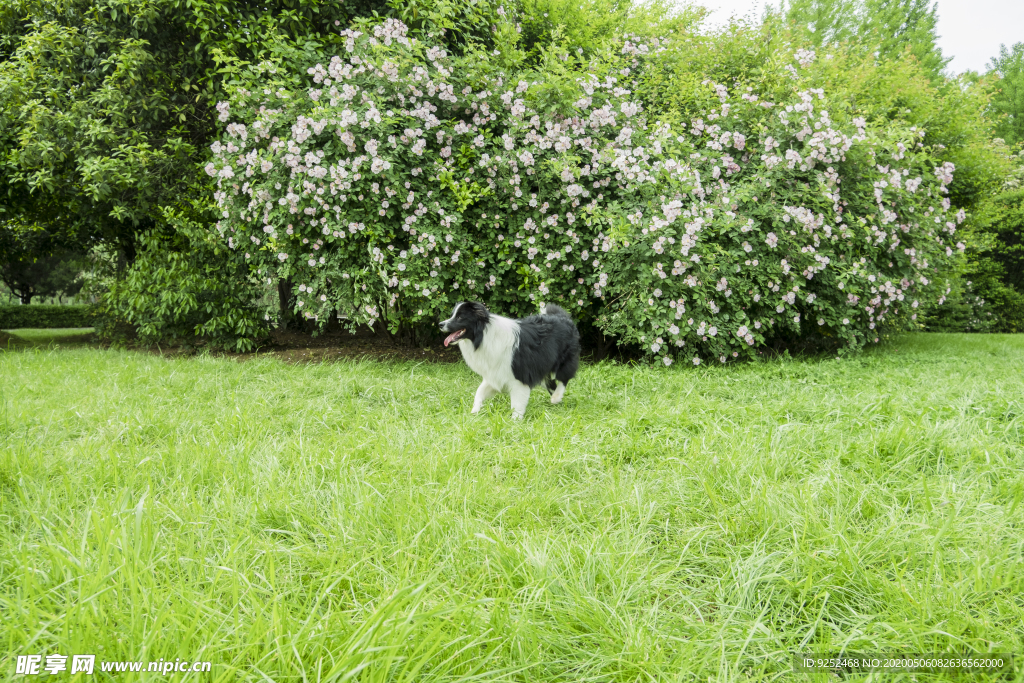 狗和花丛
