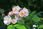 蔷薇花
