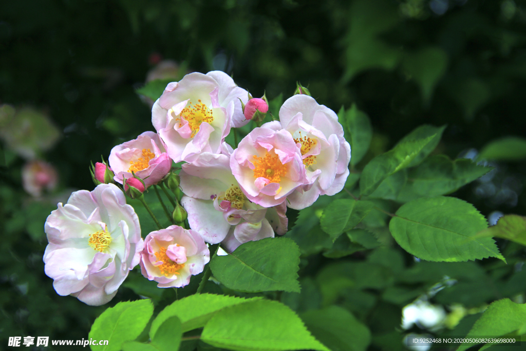 蔷薇花