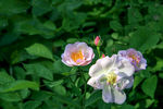 蔷薇花