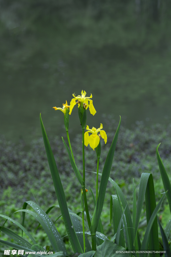 黄鸢尾