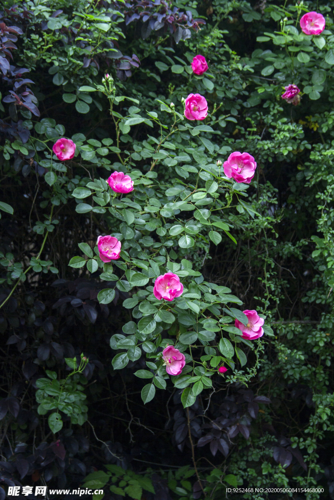 蔷薇花