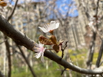 紫叶李