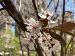 紫叶李