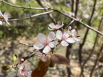 紫叶李