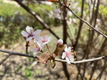 紫叶李