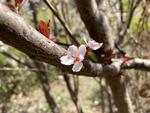 紫叶李