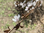 紫叶李