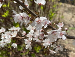 紫叶李