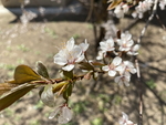 紫叶李