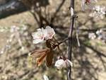 紫叶李