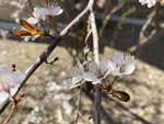 紫叶李