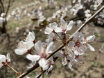 紫叶李
