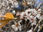 紫叶李