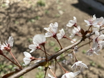 紫叶李