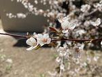 紫叶李