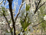 李子花